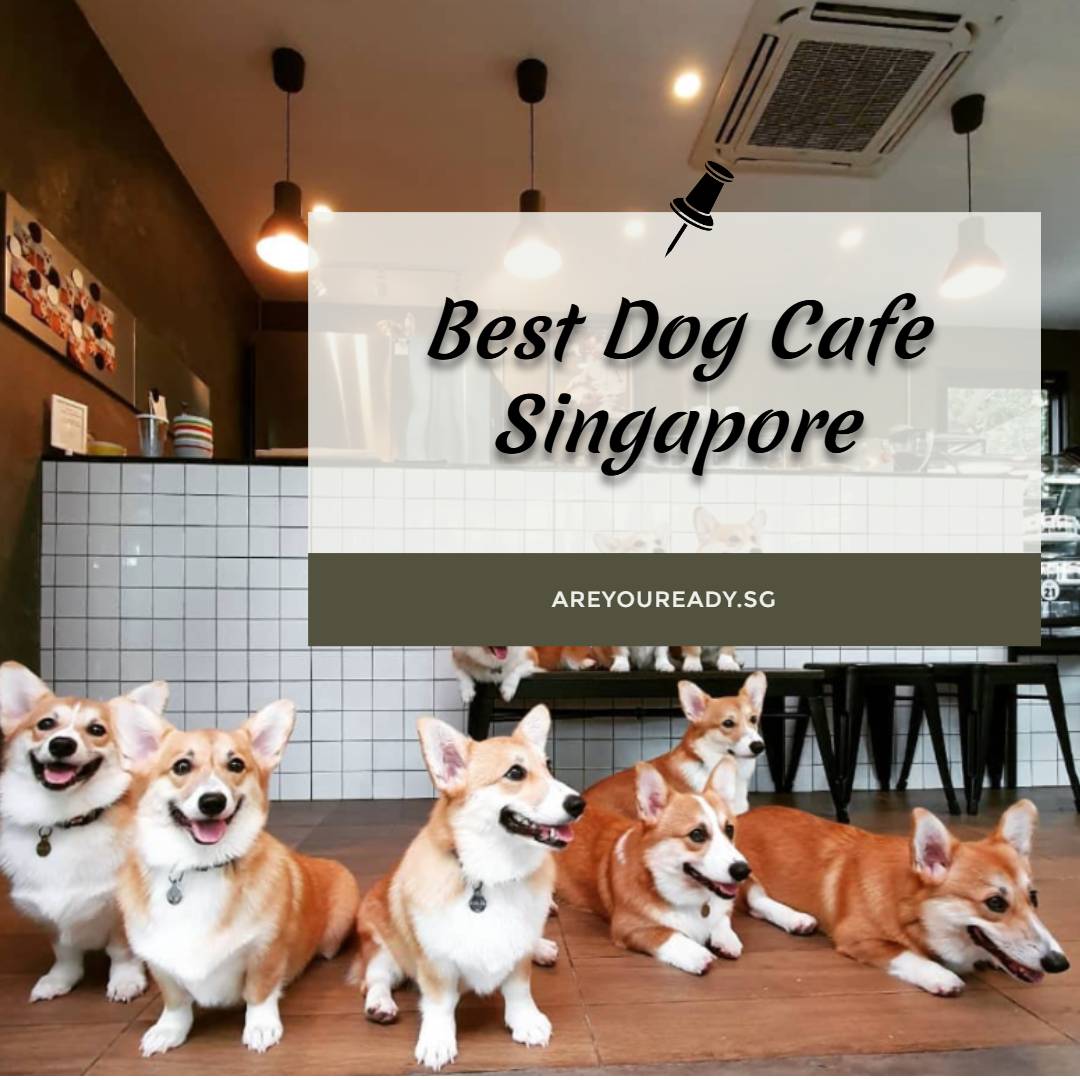 Best Dog Cafe Singapore