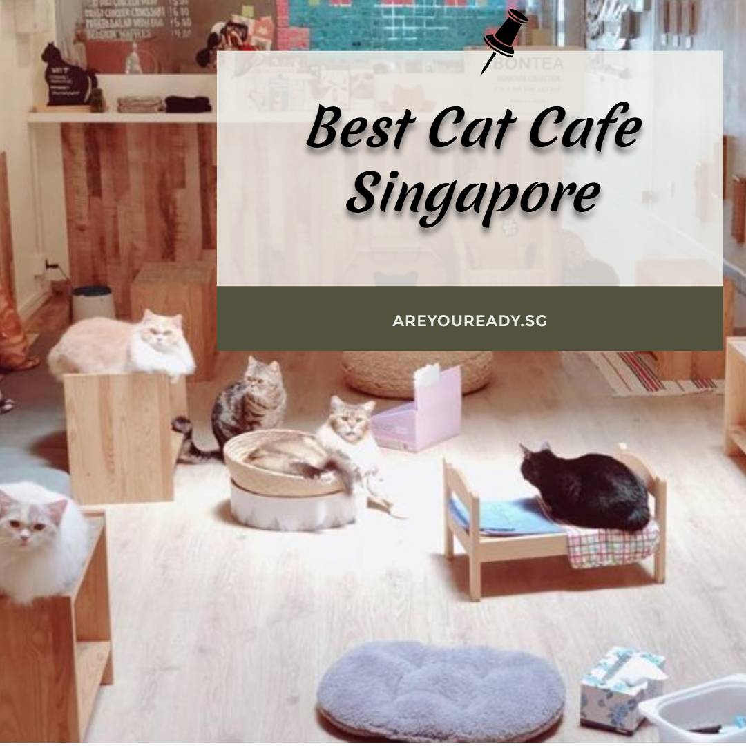 Best Cat Cafe Singapore