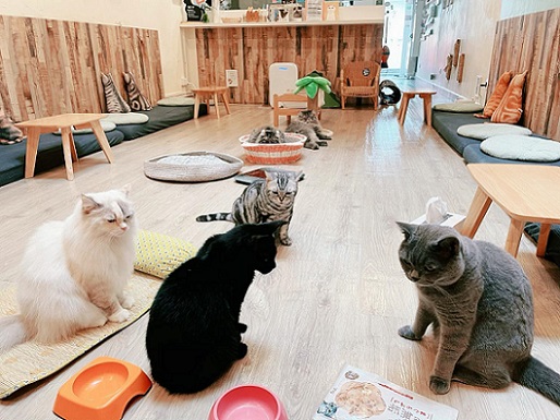 where to visit cat cafe singapore