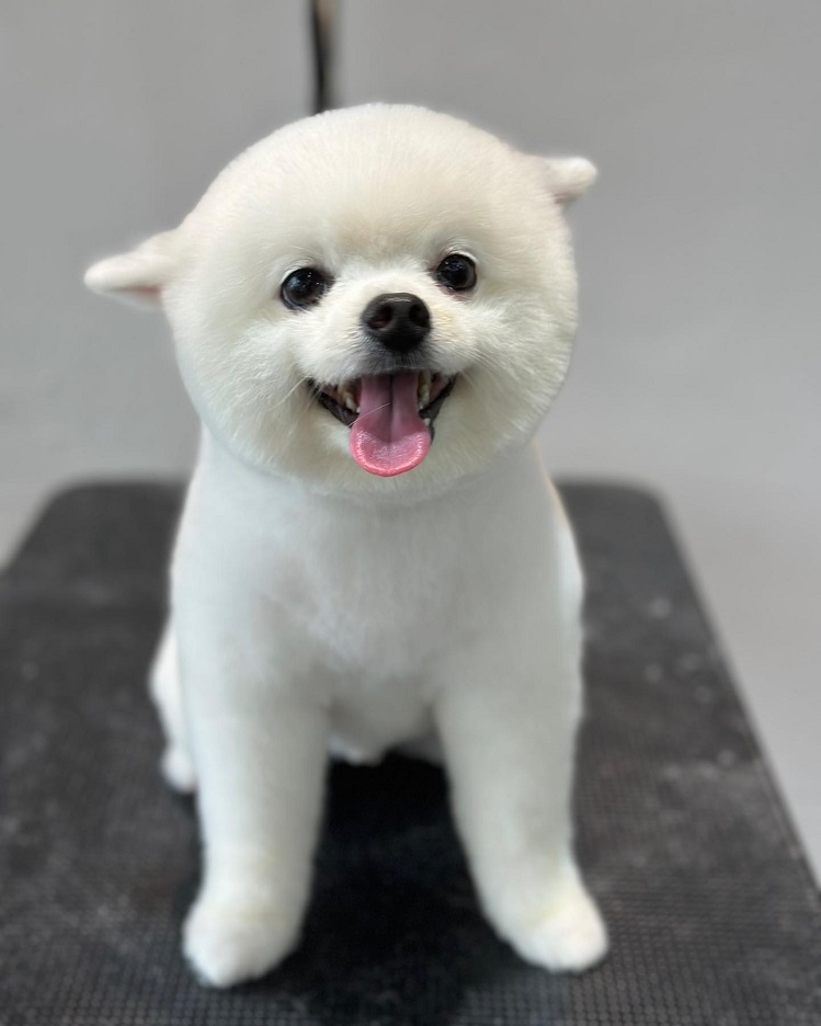 Best Dog Grooming Services in Singapore