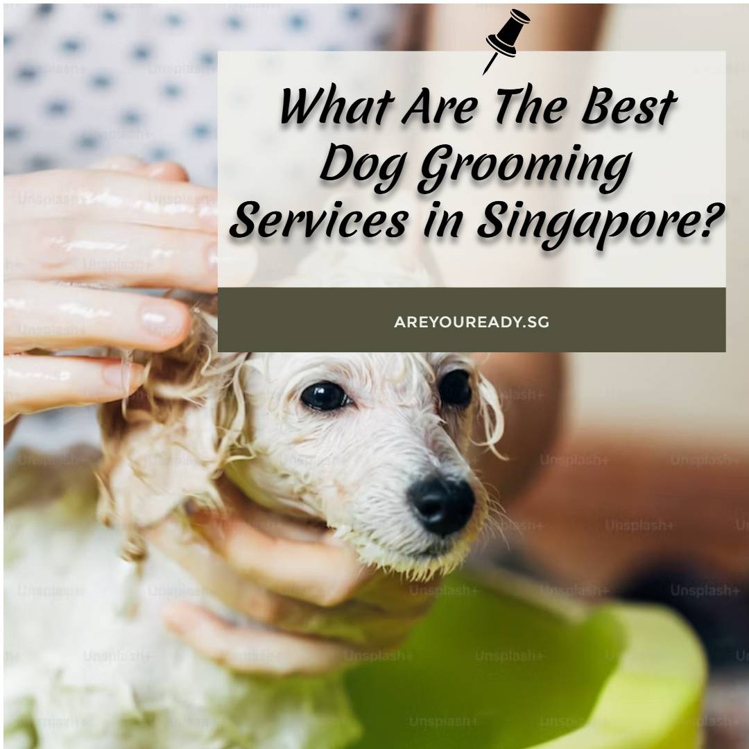 What Are The Best Dog Grooming Services in Singapore?